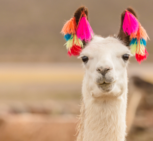 Das-Sternenfest-der-Anden