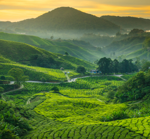 Gr&uuml;ne Teeplantagen in den Cameron Highlands in Malaysia bei Sonnenaufgang, mit nebelverhangenen H&uuml;geln und sanft geschwungenen Feldern.