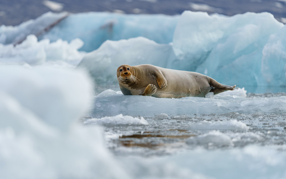 Seerobbe auf einer Eisscholle in Norwegen