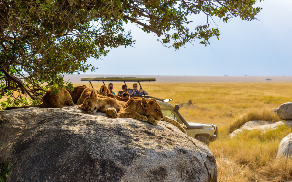 Wildtiersafari im Serengeti-Nationalpark