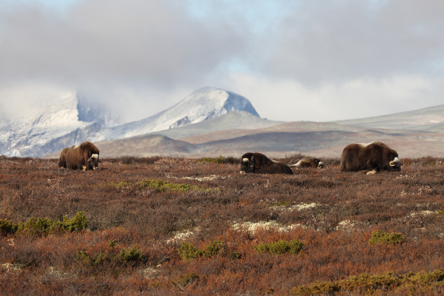 Moschusochse im Dovrefjell Nationalpark, Norwegen